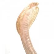  Cobra translucide en résine - 60 cm